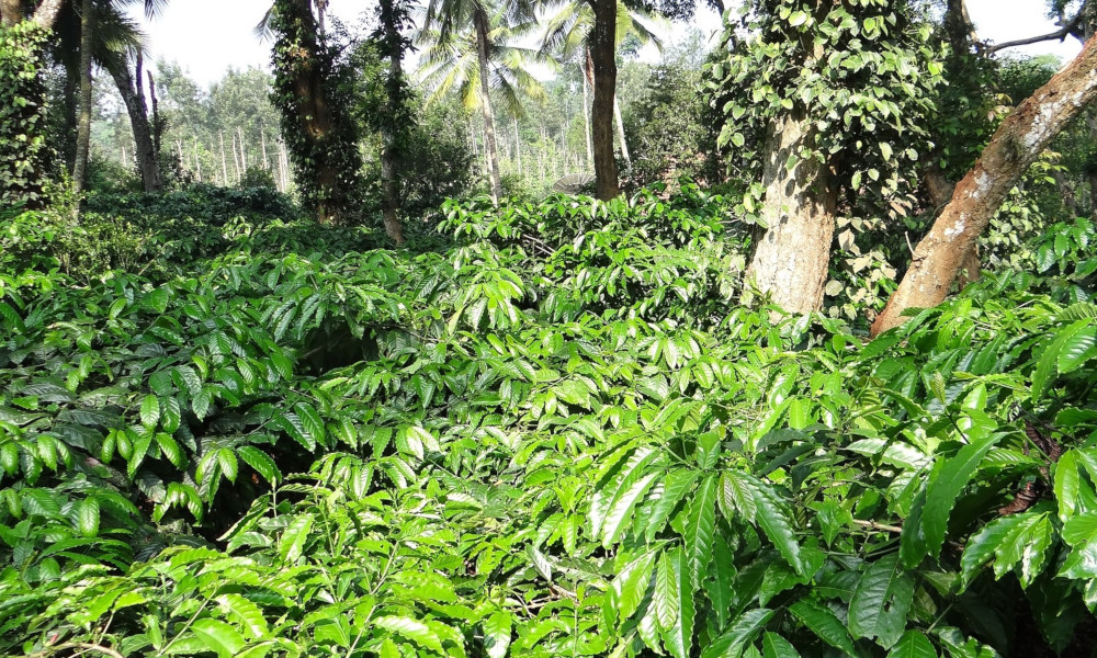 Plantation de café robusta